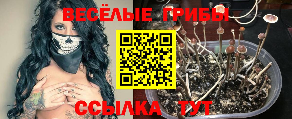 Вязьма  Псилоцибиновые грибы Magic Shrooms  Вход с VPN  Псилоцибиновые грибы GOLDEN TEACHER 